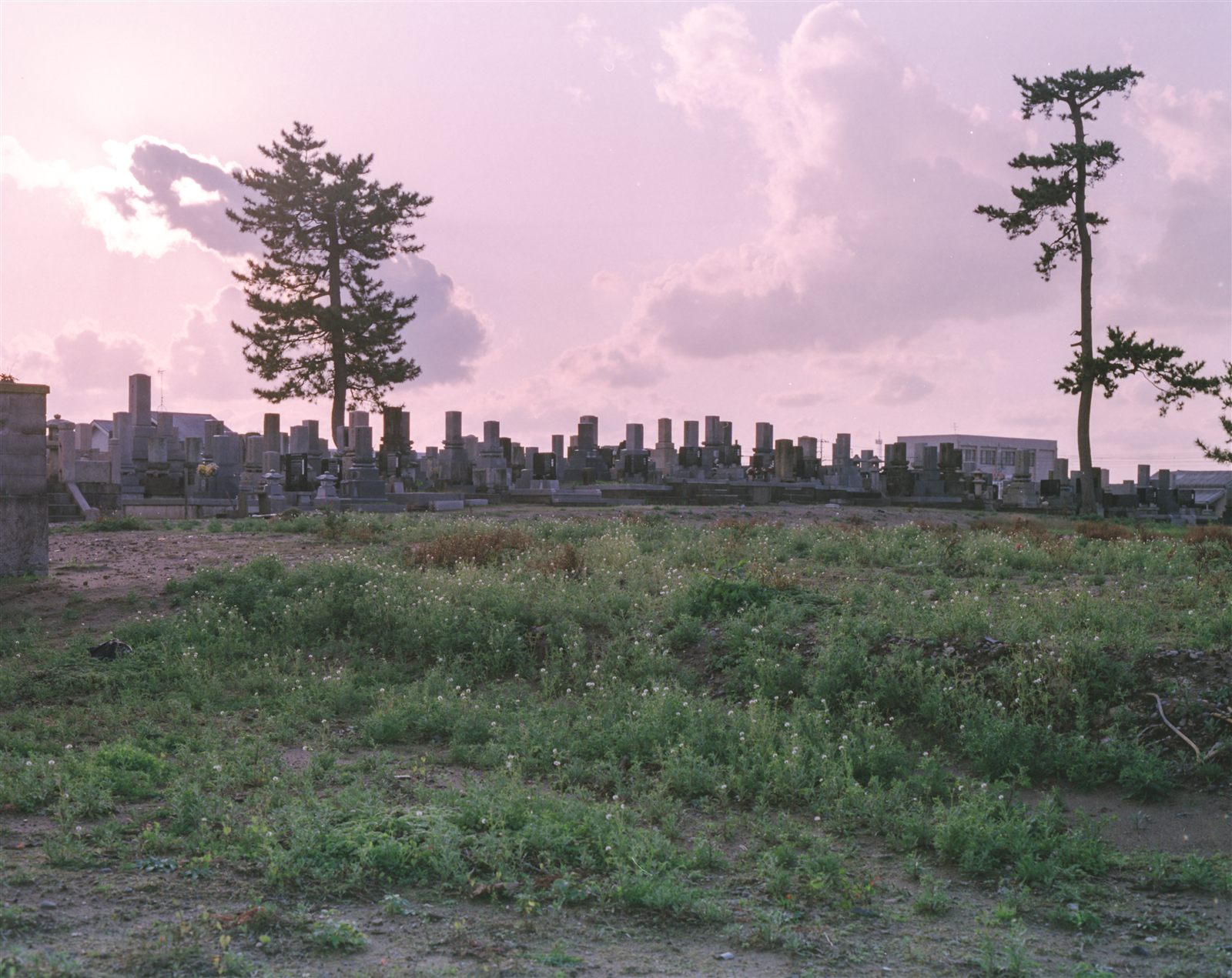 夕暮れの空の下に広がる墓地と二本の松